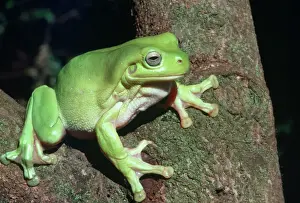 Australian Native Frogs Stampe: Green Tree Frog