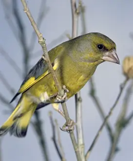 Greenfinch Bird Stampe: Greenfinch