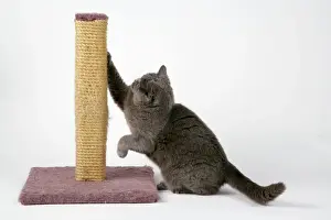 Immagini datate 8 marzo 2006: Gatto grigio - utilizza il cuscino da rinculo