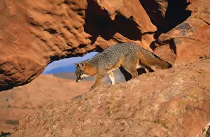 M Watson Photographer Stampe: Grey Fox