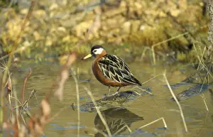 Chris Knights Photography Stampe: Grey Phalaropes