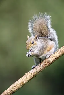 John Daniels Wildlife Photography Stampe: Grey Squirrel