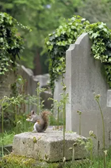 Ardea Wildlife Prints Stampe: Grey Squirrel - in cemetry UK