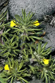 Ground Cover Plants Stampe: Ground Pine