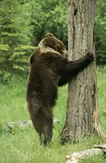 North American Brown Bear Stampe: Grzzly Bear