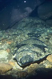 Edible Fish Stampe: Halibut
