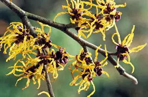 Yellow Blooms Stampe: Hamamelis