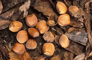 Seed Dispersal Methods Stampe: Hazel Nuts