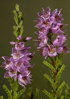 Calluna Vulgaris Images Stampe: Heather