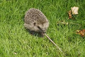 Brian Bevan Photography Stampe: Hedgehog Pulling worm