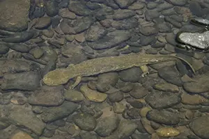 Underwater Animal Photos Stampe: Hellbender - Underwater
