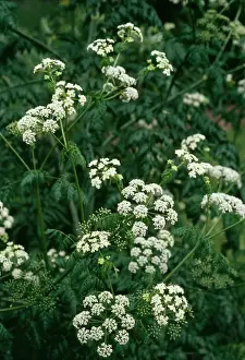 Stampe di APP-2749 HEMLOCK Conium maculatum Allen Paterson Si prega di notare che le stampe sono destinate solo a scopi di visualizzazione personale e potrebbero non essere riprodotte in alcun modo Immagini datate 2004 maggio: Hemlock