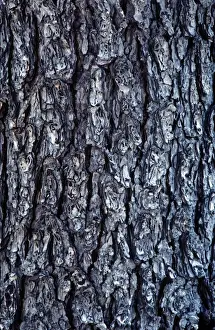 Close Up Tree Bark Stampe: Hemlock Bark