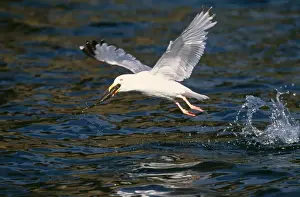 Herring Gull Images Stampe: Herring Gull