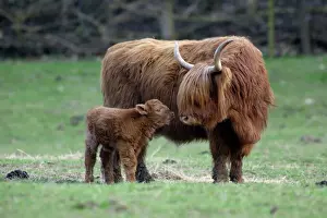 Cavallo di montagna con vaccino - Vaccino cerca contatto con la madre vacca sul prato. Bassa Sassonia, Germania