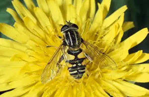 Insect Prints For Sale Stampe: Hoverfly / Sunfly