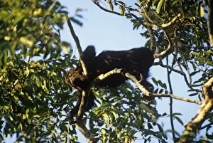 Tropical Jungle Animals Stampe: Howler Monkey Belize