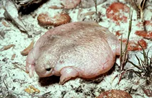 Australian Frog Species Stampe: HRD0019d