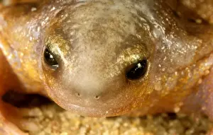Australian Frog Species Stampe: HRD01524