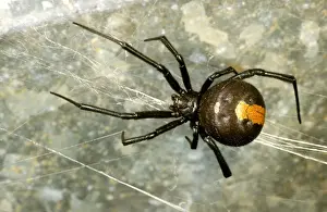 Australian Arachnids Stampe: HRD01530