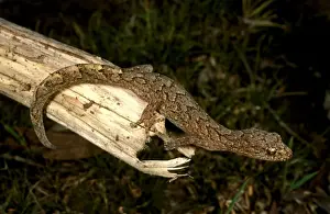 Australian Geckos Stampe: HRD02468