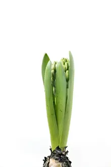Studio Plant Photography Stampe: Hyacinth - Sequence 1 of 3