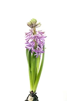 Studio Plant Photography Stampe: Hyacinth - Sequence 3 of 3