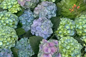 Hydrangea Flowers Stampe: Hydrangea