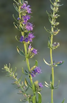 Herbaceous Perennial Plants Stampe: Hyssop