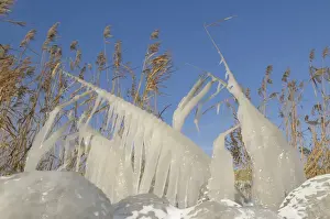 Frozen Landscape Europe Stampe: Ice structures on reed
