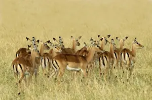 Jean Michel Labat Images Stampe: Impala - group