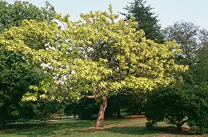 Immagini datate 2006 agosto: Albero di Fagiolo Indiano