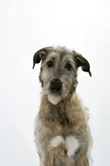 John Daniels Photography Stampe: Irish Wolfhound