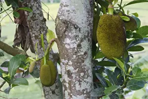 Artocarpus Heterophyllus Stampe: Jackfruit - fruit