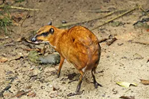 Malaysia Wildlife Photography Stampe: Java Mouse-deer - Malaysia