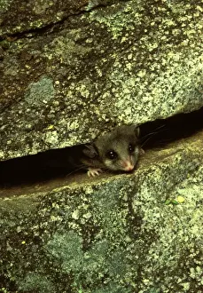 Australian Native Animals Stampe: JPF02735