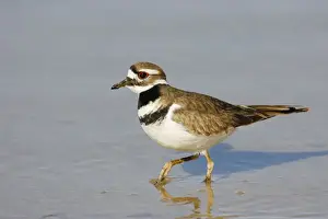 Jim Zipp Photography Stampe: Killdeer