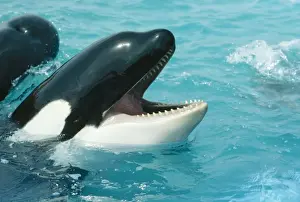 Wildlife Photography Artwork Stampe: Killer Whale