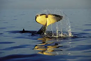 Tom And Pat Leeson Photography Stampe: Killer Whale - tail slapping, common behavior. Pacific Northwest. ml1157