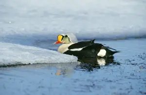 Chris Knights Photography Stampe: King Eider Duck