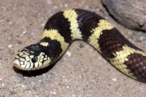Wildlife Snakes Stampe: King Snake