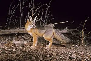 Stampa con cornice : Vulpes macropus