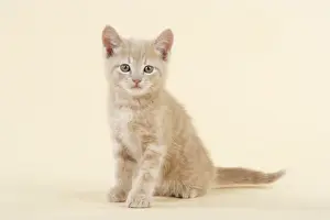 Single Pet Photography Stampe: KITTEN