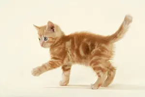 Studio Pet Photography Stampe: KITTEN. ( ginger )