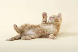 Tortoiseshell Kitten Stampe: KITTEN. ( ginger) playing