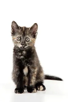 Studio Cat Photography Stampe: KITTEN. ( Tortoiseshell ) sitting