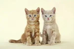 Ginger Kittens Stampe: KITTENS. ( ginger )