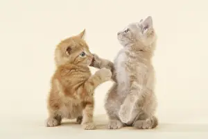 Ginger Kittens Stampe: KITTENS. ( ginger ) playing