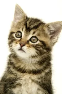 Feline Portraits Stampe: Kitten