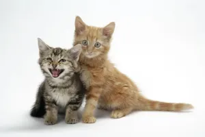 Cute Kittens Online Stampe: Two kittens